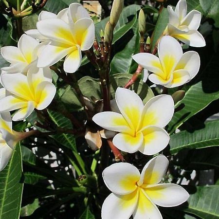 Villa Des Frangipanes La Gaulette Ngoại thất bức ảnh