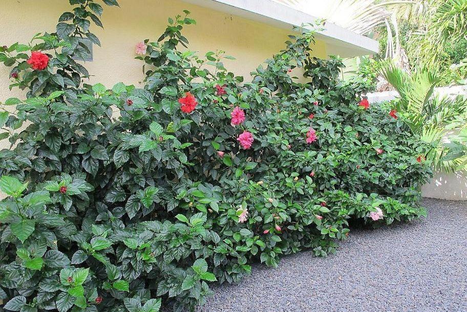 Villa Des Frangipanes La Gaulette Ngoại thất bức ảnh