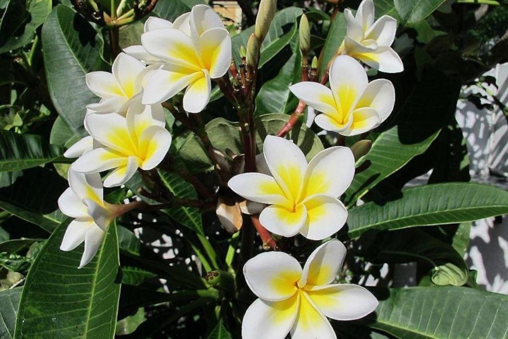 Villa Des Frangipanes La Gaulette Ngoại thất bức ảnh